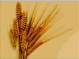 دومین همایش ملی پژوهش های کاربردی در علوم کشاورزی